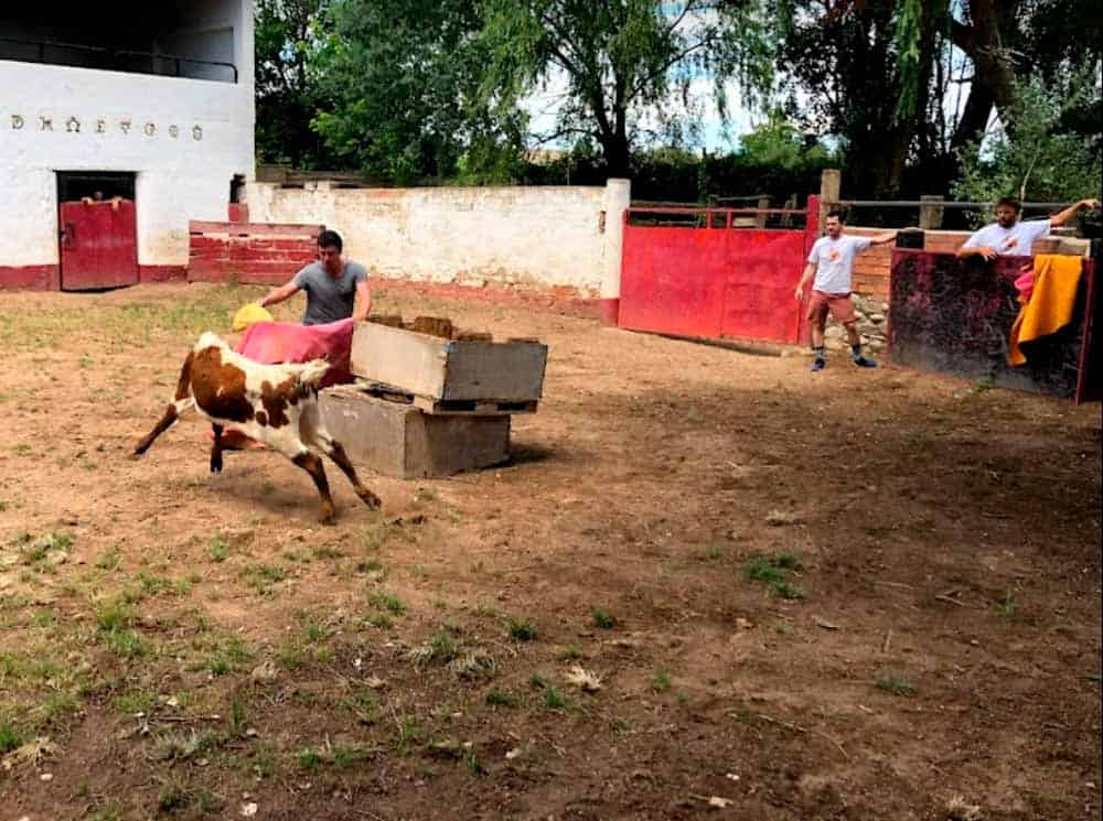 Chico toreando vaquilla en Capea de Logroño para despedida de soltero
